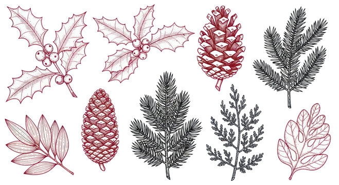 Collection of Hand Drawn Christmas Plant Elements and Pine Cones.