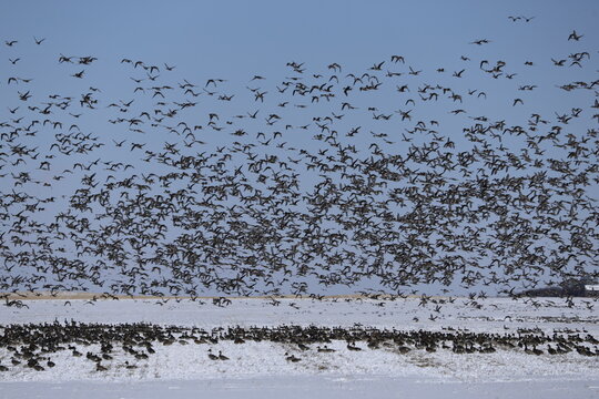 Hundreds of black migrating ducks taking flight over a snow covered field during the spring migration on the Canadian prairies..