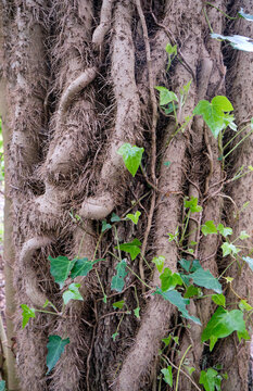 Strong stems with rootlets of common ivy wrapping around the tree trunk