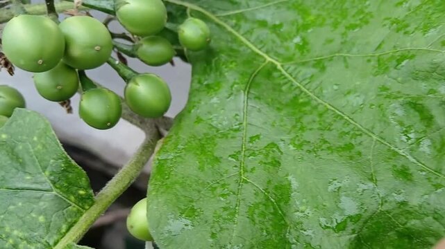 Eggplant Flower Buds and Fruits