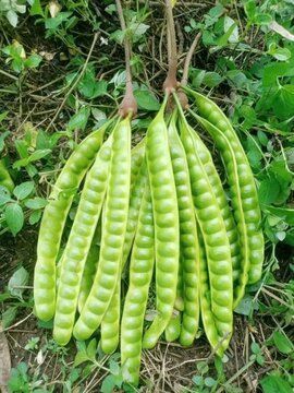 Close-up view of fresh green petai beans hanging from a plant stem in natural sunlight