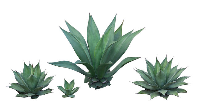 Diverse collection of green agave plants of varying sizes and leaf shapes, naturally arranged.