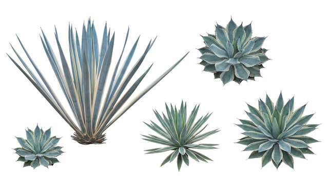 Varied collection of agave plants featuring prominent spiky forms, meticulously isolated on a transparent background.