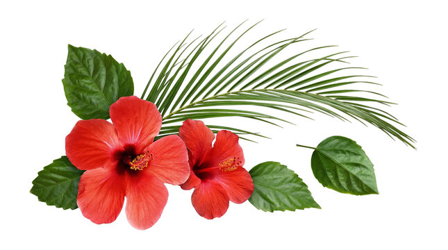 Vivid tropical arrangement featuring two vibrant red hibiscus flowers with lush green leaves and a delicate palm frond.