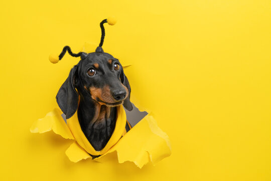 Dachshund dog breaking through yellow paper wall in bee costume with antennae, funny playful pet, creative costume portrait.