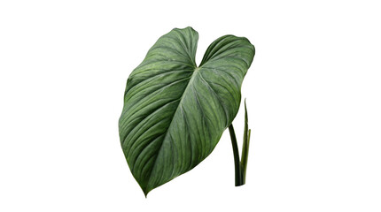 Lush, dark green philodendron gloriosum leaf with prominent veins and a smooth texture. © Samantha
