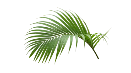 Fotobehang Tropisch A single vibrant green palm frond showcases lush tropical foliage.  © Samantha
