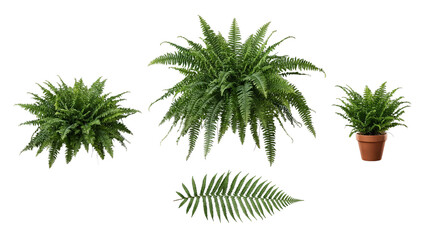 Lush green fern plants and an individual leaf, including a potted fern, isolated on a transparent background. © Robert