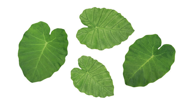 Isolated photograph of four vibrant green tropical elephant ear leaves with prominent veins, perfect for summer designs.