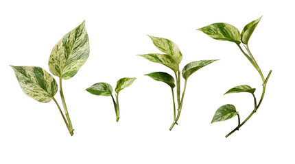 Fototapeta premium Variegated pothos plant cuttings and leaves, showcasing lush green and creamy white patterns.