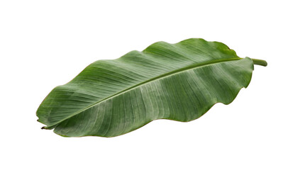 Single large banana leaf with wavy edges, showcasing its vibrant green hue, isolated on a transparent background. © Robert