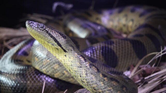 Green Anaconda Eunectes murinus close up of head and body macro video of giant snake exotic predator in natural habitat wildlife biology concept