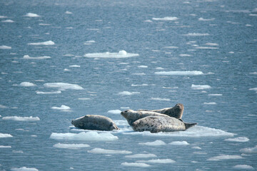 流氷上で休むゴマフアザラシ（北海道・知床）  © 愛 高行