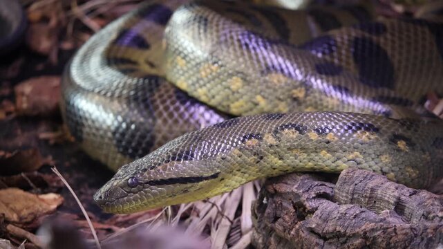 Green Anaconda Eunectes murinus flicking black tongue macro video of giant snake head exotic predator in natural habitat wildlife biology concept
