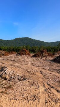 Deforestation and forest clearance in jungle. Illegal logging. Forest destruction, felling trees. Cutting trees. Clearing of arboreal forests in the jungle. Deforestation of mangrove forests in Vietna