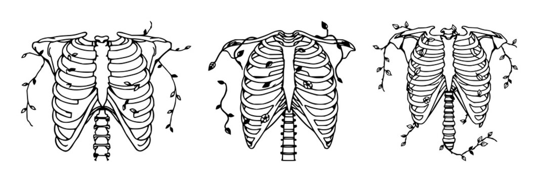 Anatomical ribcage set with intertwining vines and detailed line art featuring anatomical, skeletal, botanical with white background and illustration