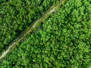Aerial top view of green forest and forest trail. Drone view of green trees captures CO2. Green trees background for carbon neutrality and net zero emissions concept. Sustainable green environment. © Fahroni