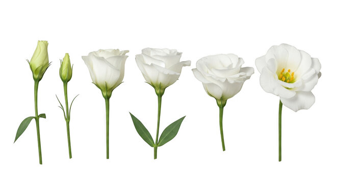 Elegant progression of white flowers blooming in varying stages of development