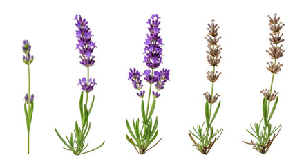 Fototapeta premium A collection of lavender flowers in various shades and stages of bloom