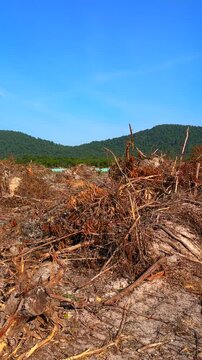 Deforestation and forest clearance in jungle. Illegal logging. Forest destruction, felling trees. Cutting trees. Clearing of arboreal forests in the jungle. Deforestation of mangrove forests in Vietna