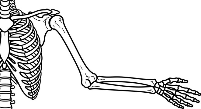 Human Skeleton Arm Bones Anatomy.