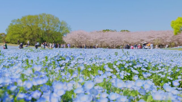 海の中道海浜公園に咲き誇る満開のネモフィラ（青い花畑）