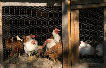 Group of chickens in a rustic wooden coop with wire mesh. © Yovani
