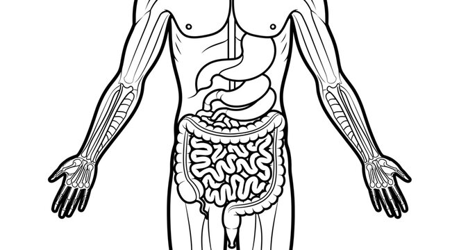 Human Body Internal Organ Anatomy.
