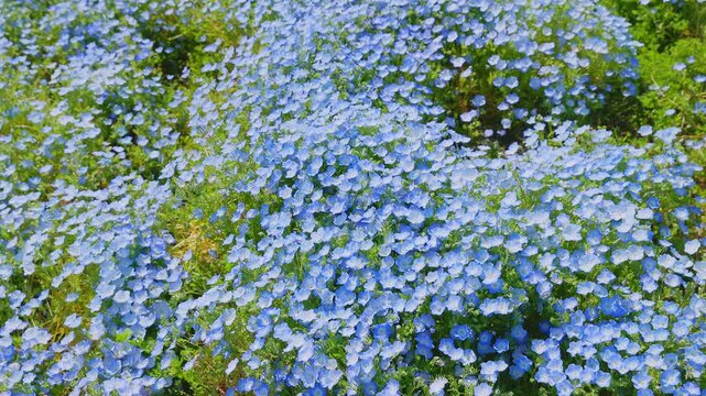 海の中道海浜公園に咲き誇る満開のネモフィラ（青い花畑）