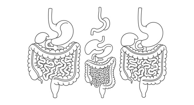 Human Intestine Anatomy Medical Illustration.