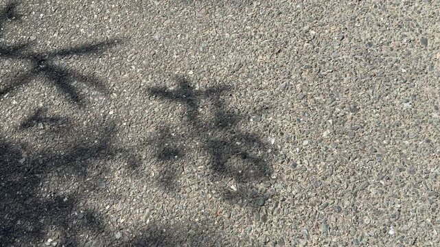 Leaf shadows on sunlit asphalt pavement with copy space, natural abstract background