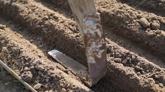 Compacting soil with hoe before seed planting close-up