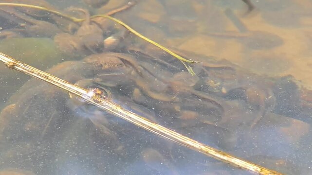 

Dynamic swarm of Dybowski's frog (Rana dybowskii) tadpoles in a pond.1

