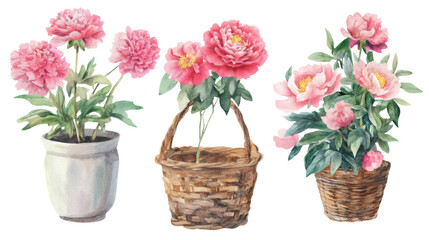 Obraz premium Watercolor illustrations of eight potted and hanging pink flowering plants on transparent background