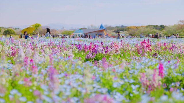 海の中道海浜公園のカラフルな花畑とネモフィラ（春の行楽風景）
