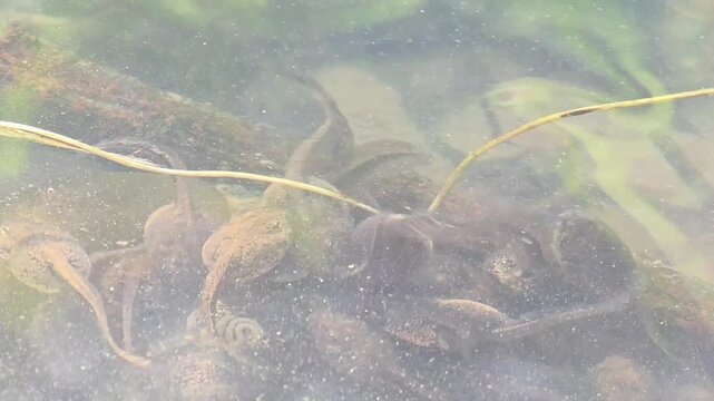 

Dynamic swarm of Dybowski's frog (Rana dybowskii) tadpoles in a pond.3

