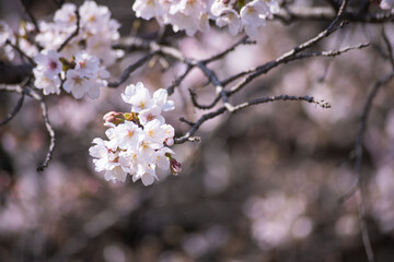 Naklejka premium Cherry blossoms at the public park in Tokyo in spring