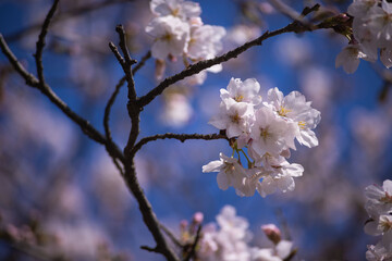 Fototapeta premium Cherry blossoms at the public park in Tokyo in spring