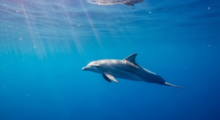 Naklejka premium Cinematic images of dolphins in the ocean with natural lighting and clear water, representing freedom, marine life, and peaceful ocean environments.