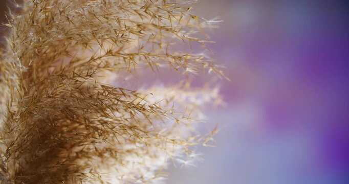 Windy defocused flora. Natural background. Dry beige reed panicle plant swaying in white light ray on purple blue color abstract ripe grass.