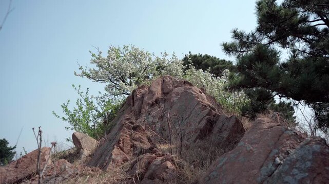 A tree grows from a crack in the rock, its branches laden with clusters of white blossoms. The spring breeze rustles the branches and the withered grass growing in the crevices.