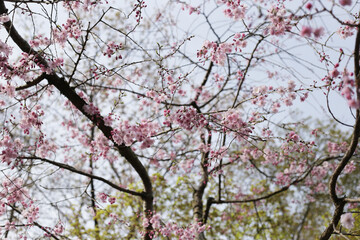 Obraz premium Pink cherry blossoms blooming on a branch.