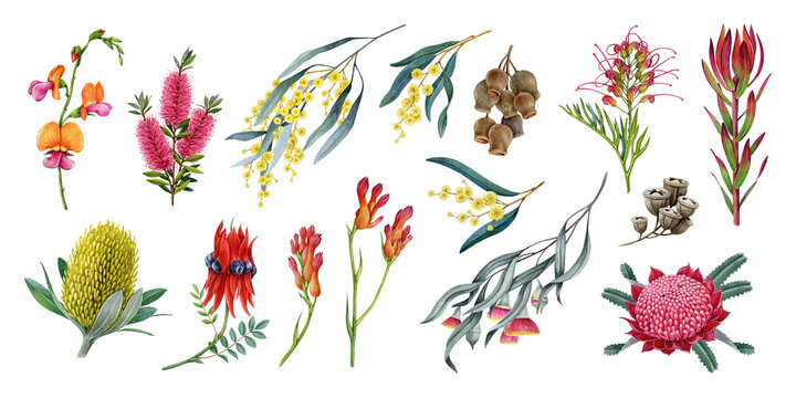 Australian native flora watercolor set with banksia, golden wattle, waratah, desert pea and eucalyptus branches, isolated. Hand drawn botanical elements for decor, branding, packaging design