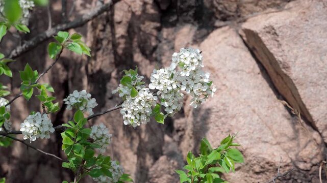Beside the rock, pear blossoms bloomed on the branches, a small black insect busily collected nectar, a gust of wind blew, and the branch swayed gently.