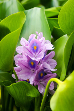 Portrait view of a Water Hyacinth or Eceng Gondok. Set against a backdrop of lush, thick green leaves, these aquatic plants are known for their rapid growth in freshwater ponds and rivers.