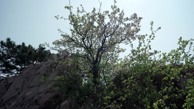 The pear tree growing in the cracks of the rocks is covered with white flowers; viewed against the light, its trunk appears even more upright.