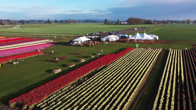 4K aerial drone view of tulip fields during spring festival near Woodburn Oregon USA with visitors walking through colorful rows after sunrise and windmill visible in scenic farmland landscape