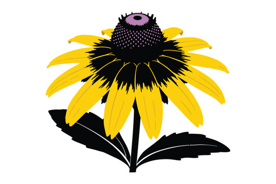 Black eyed susan flower illustration vector with botanical, illustration