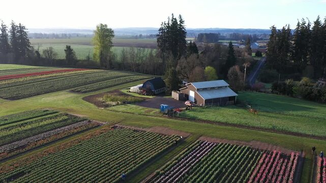 4K aerial drone view of rural farmhouse and barn near tulip fields close to Woodburn Oregon USA with horse grazing in scenic countryside landscape and colorful agricultural rows