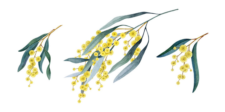 Golden wattle flowers, blooming branch isolated on background watercolor illustration set. Acacia pycnantha Golden wattle Australia native plant for floral decoration, branding, packaging design.